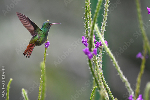 Rufous-tailed Hummingbird hovering in mid-air with flowers