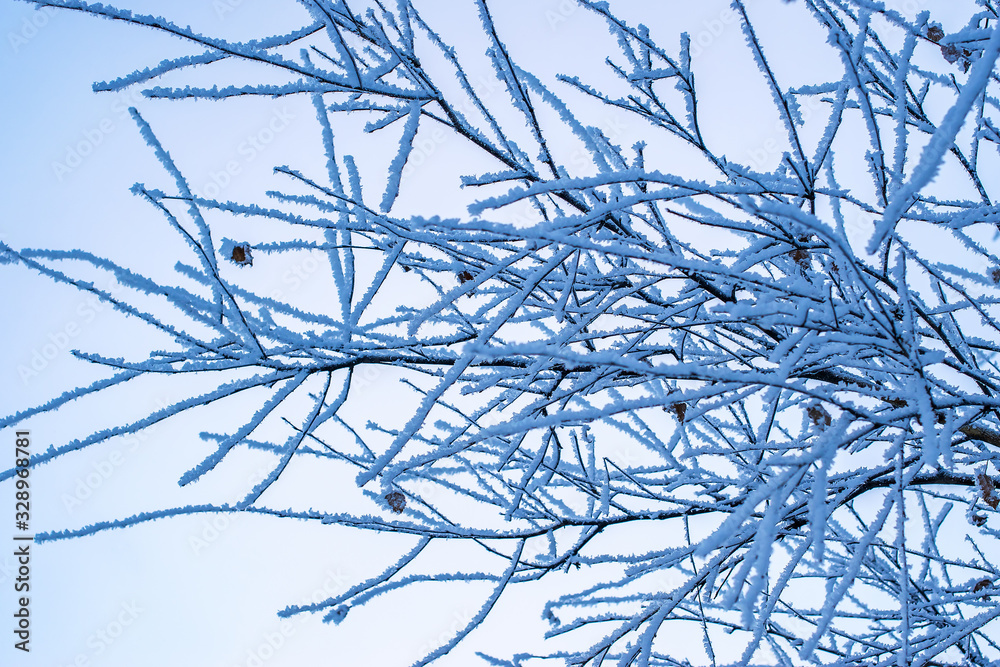frost and snow on tree branches in winter in the forest against the blue sky