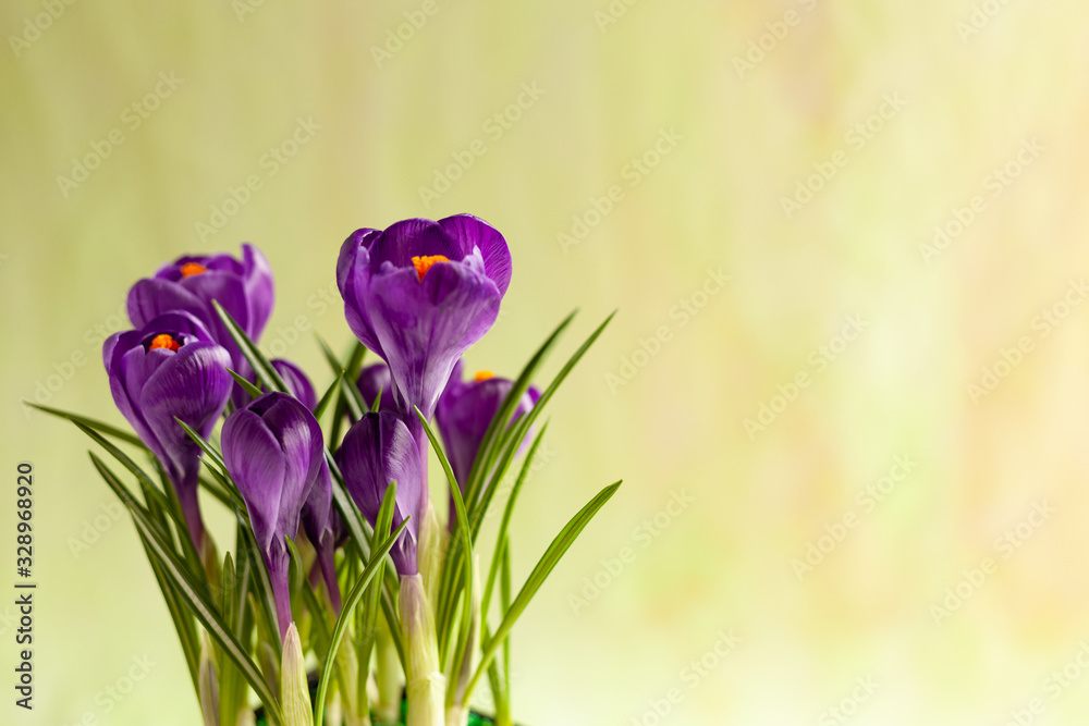 Beautiful violet crocus isolated, spring Flower, Background