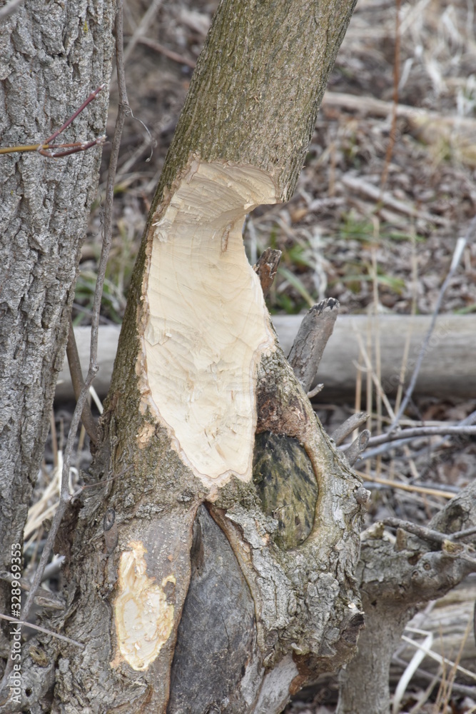 Obraz premium Tree damaged by Beaver