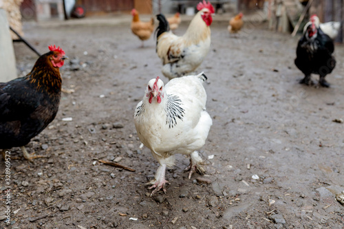 Canvas Print Farming, free-range chickens in the yard in the summer