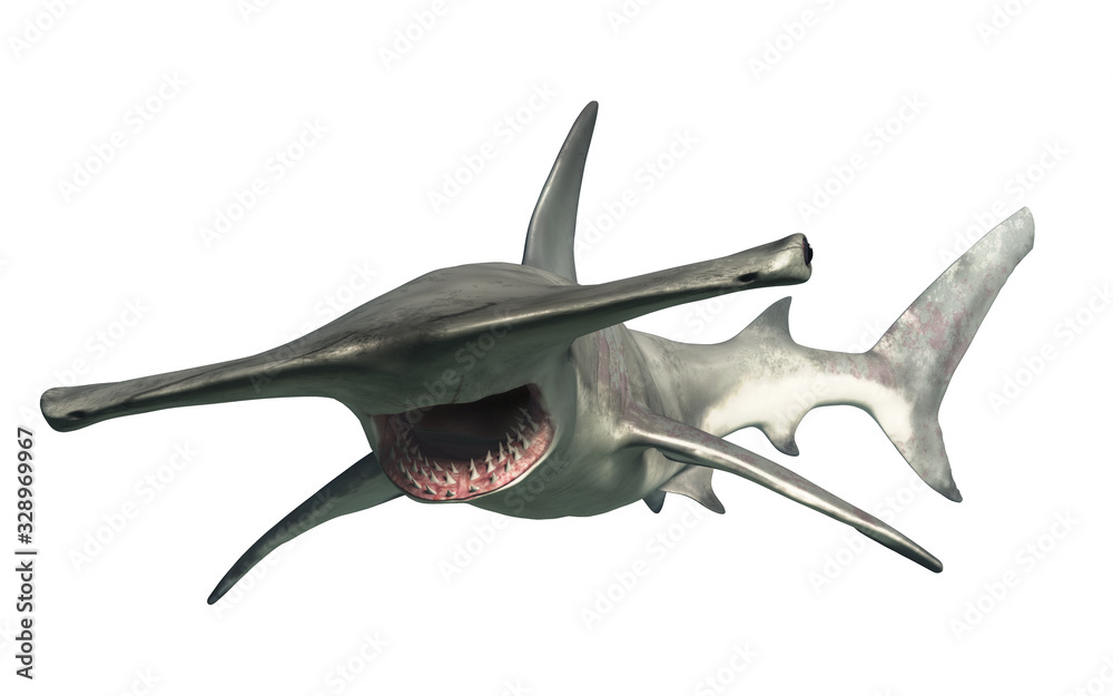 A hammerhead shark swims by you.  Beware this aquatic predator. 3D illustration - obrazy, fototapety, plakaty 