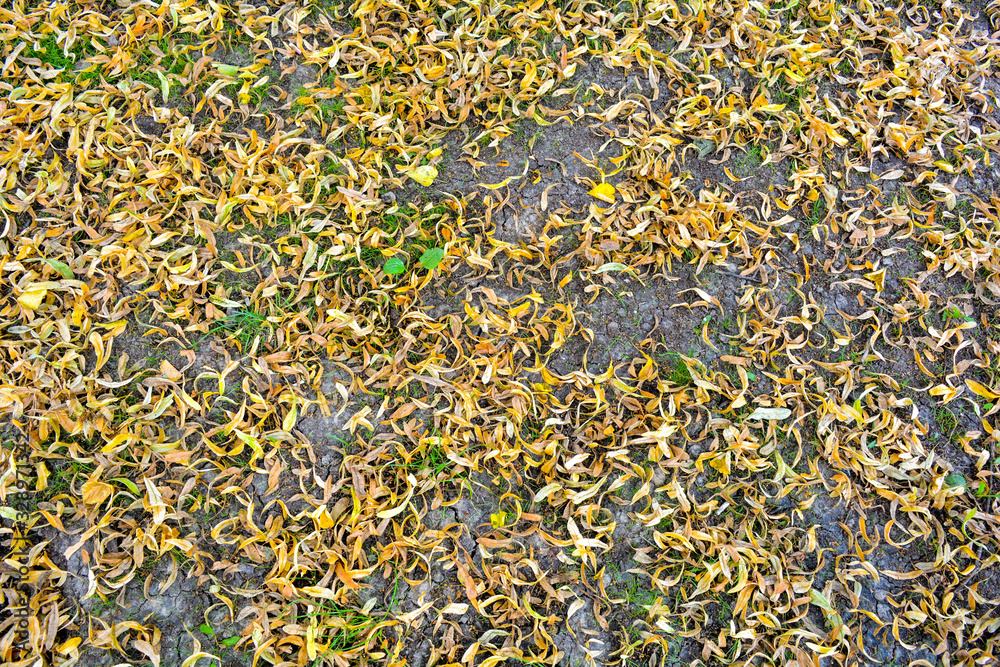 Fallen yellowed medicinal flowers of linden tree on lawn with little green grass Fallen yellowed medicinal flowers of linden tree on lawn with little green grass