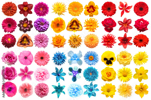 Fototapeta Naklejka Na Ścianę i Meble -  Big collection of various head flowers orange, purple, yellow, pink, blue and red isolated on white background. Perfectly retouched, full depth of field on the photo. Top view, flat lay