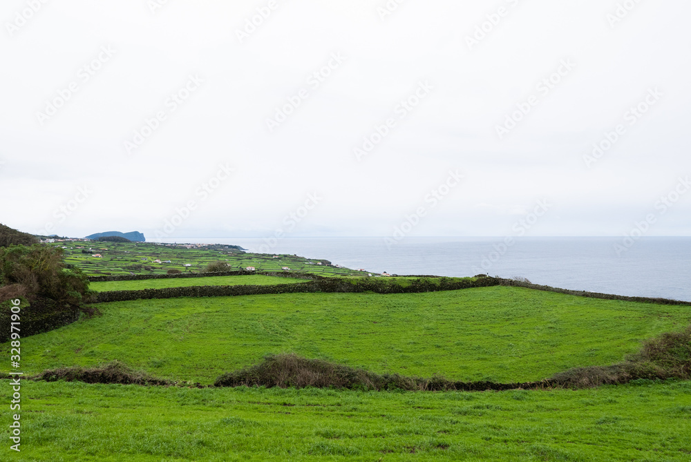 Scenic pastureland by the sea with single tree, Terceira  Azores Portugal 