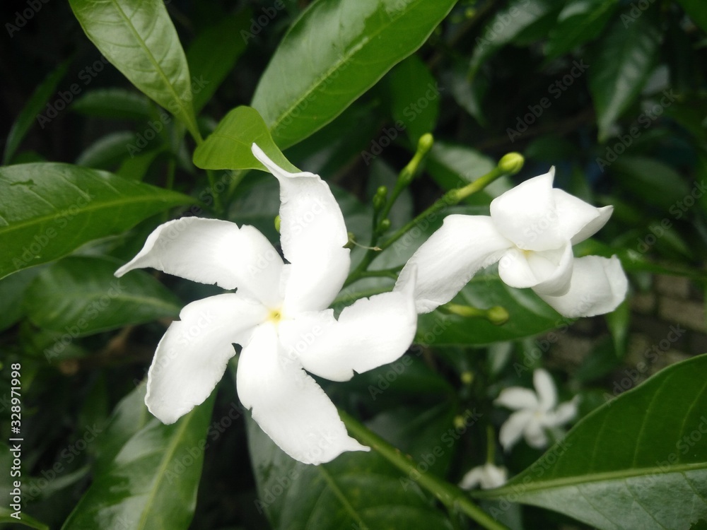 lily of the valley lily of the valley