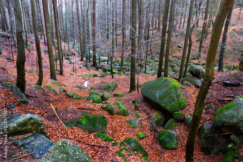 Obraz na płótnie North Bohemia forest Landscape with its Boulders and Trees, Jizera Mountains, Czech Republic w salonie