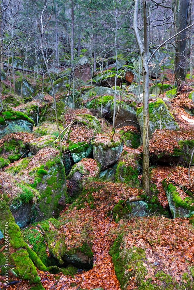 Obraz premium North Bohemia forest Landscape with its Boulders and Trees, Jizera Mountains, Czech Republic