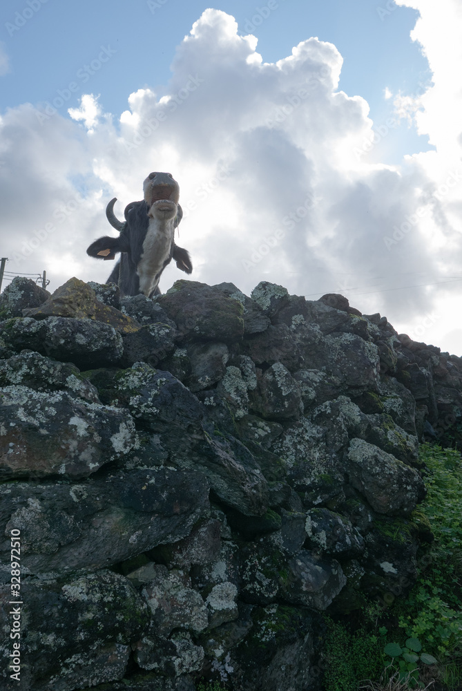 Humorous Mooing cow behind a hill of rocks with clouds and blue sky