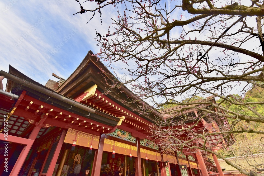 Fototapeta premium 日本の福岡の太宰府天満宮の梅と桜