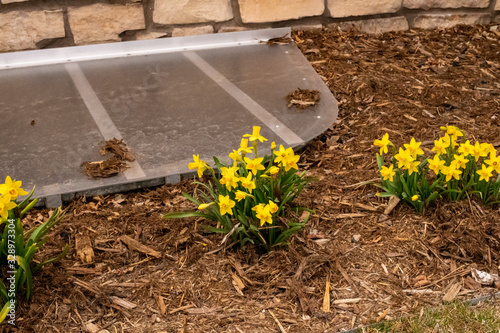 Spring 2020 Daffodils showing their color early in March