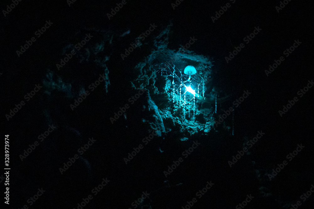 Beauty of nature with glow worms in the dark Stock Photo | Adobe Stock