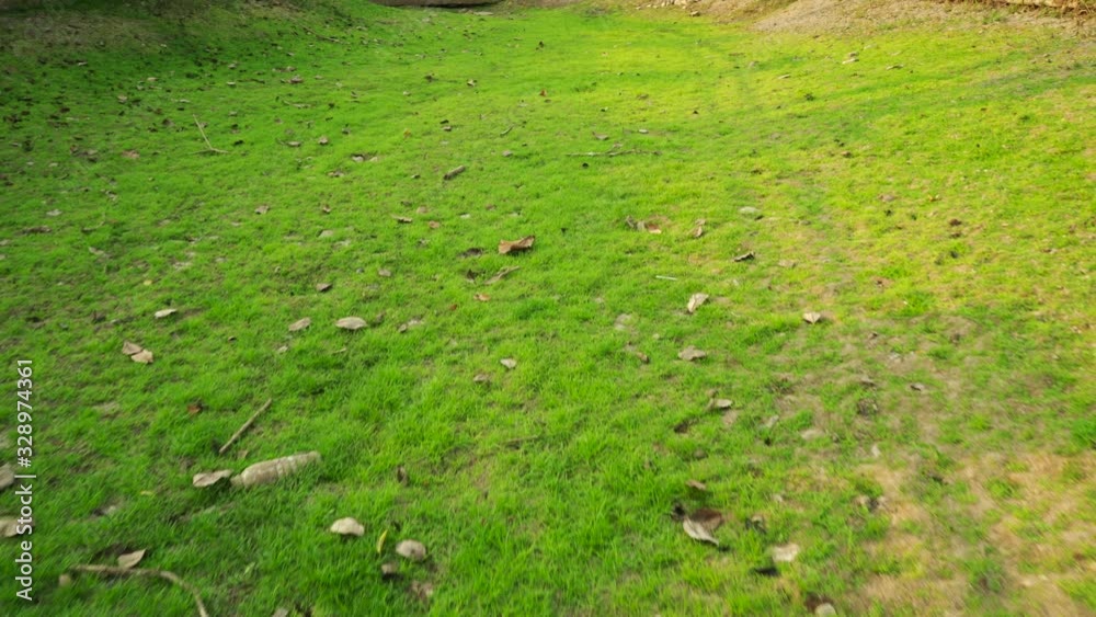 Growing green grass at pond during dry season.4K footage. Growing green grass at pond during dry season.4K footage.