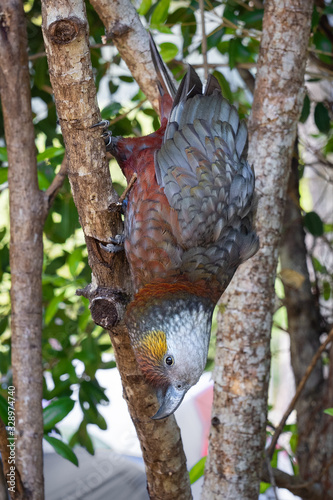 Beautiful Kaka bird