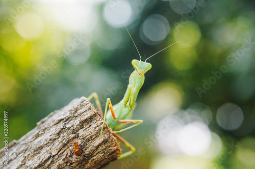 young mantis climbing a tree