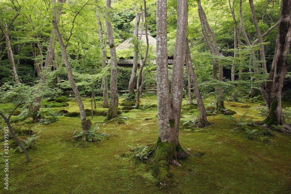 Impressive moss garden of Gio-ji temple in Kyoto, Japan Impressive moss garden of Gio-ji temple in Kyoto, Japan