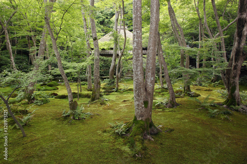 Impressive moss garden of Gio-ji temple in Kyoto  Japan