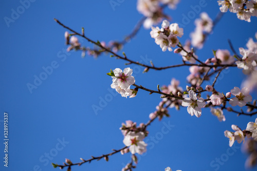almonds tree flowes buds on a twing blured background in spring season day