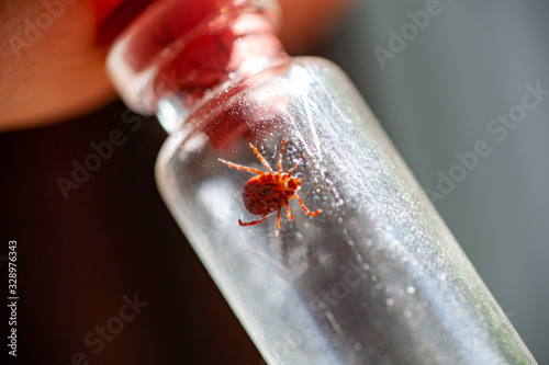 A man holds a test tube in his hands with a poisonous dangerous ixodid tick that bit him by infecting with lime disease. Examination of a tick in a laboratory for infectious diseases. photo