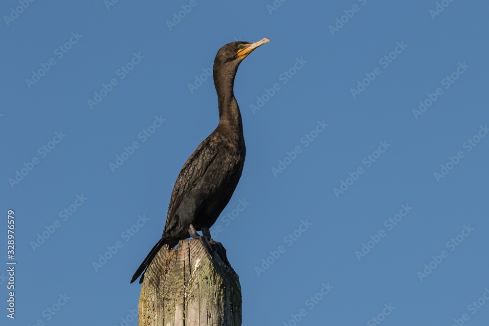 Fototapeta premium Cormorant on Piling