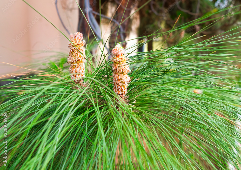Young male cones and needles of chir pine tree (Pinus roxburghii).