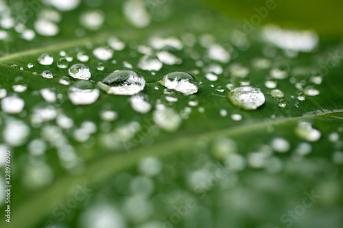 Water drops on fresh green leaf,close up
