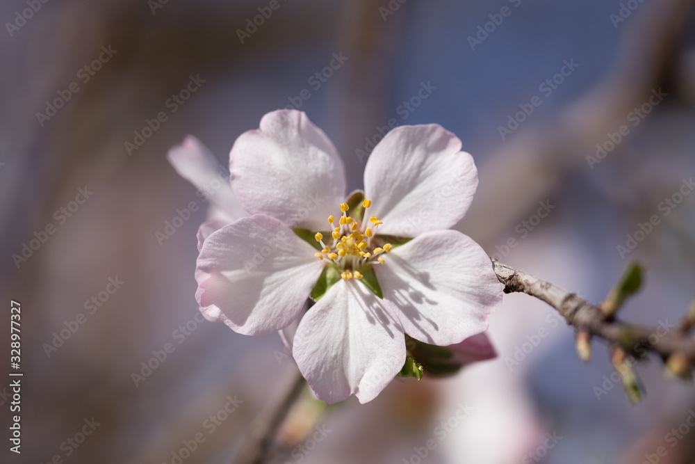 almonds tree flowes on a twing bee blured background in spring season day almonds tree flowes on a twing bee blured background in spring season day