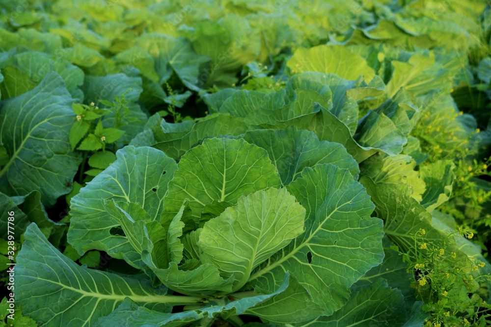 野菜 きゃべつ畑 新鮮 秋 風景 杤木 野菜 きゃべつ畑 新鮮 秋 風景 杤木