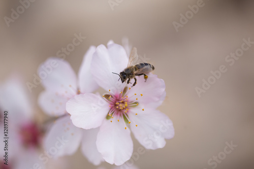 bee on almonds tree flowes on a twing bee blured background in spring season day