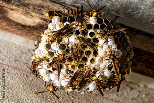 Paper wasp nest hanging on on the ceiling 