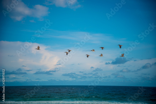 Birds at the Beach in Destin Florida 