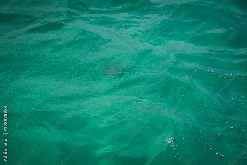 Jelly Fish in the Ocean 