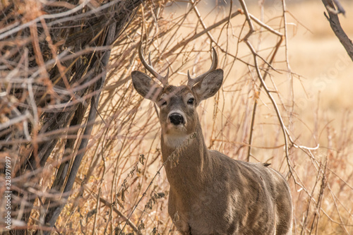 Whitetail Buck Tries to Hide