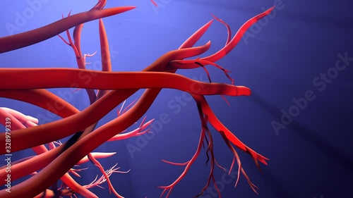 New blood vessel formation