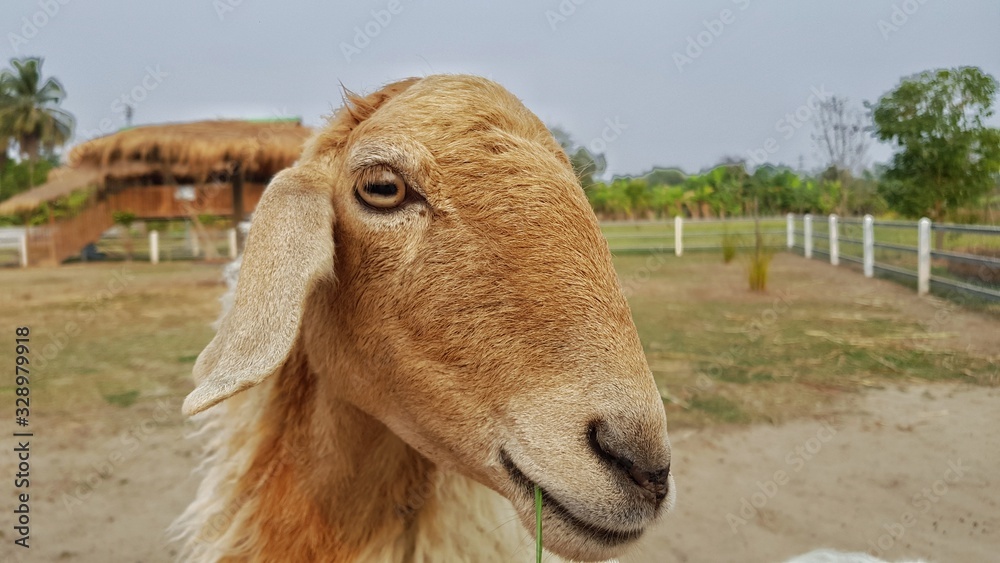 Portrait of a sheep. Farm. Cute wild animal Portrait of a sheep. Farm. Cute wild animal