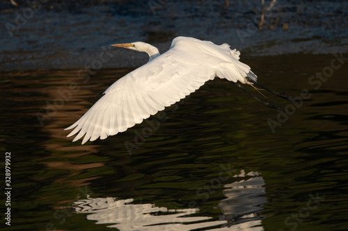 Fototapeta Naklejka Na Ścianę i Meble -  Great egret flying in beautiful light, seen in the wild in a North California marsh 