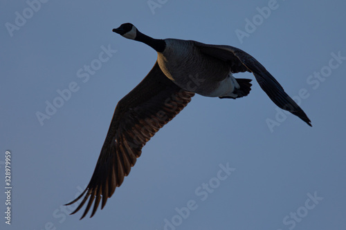 Canada goose flying  seen in the wild near the San Francisco Bay