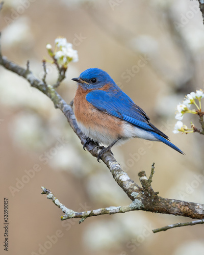 Eastern Bluebird in Plum Tree