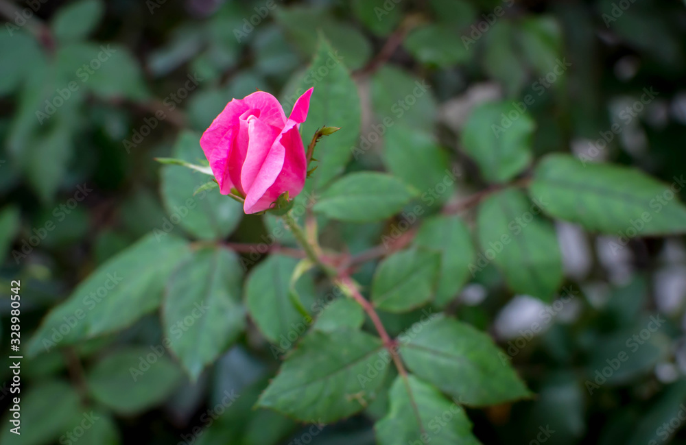 Slightly closed pink rose