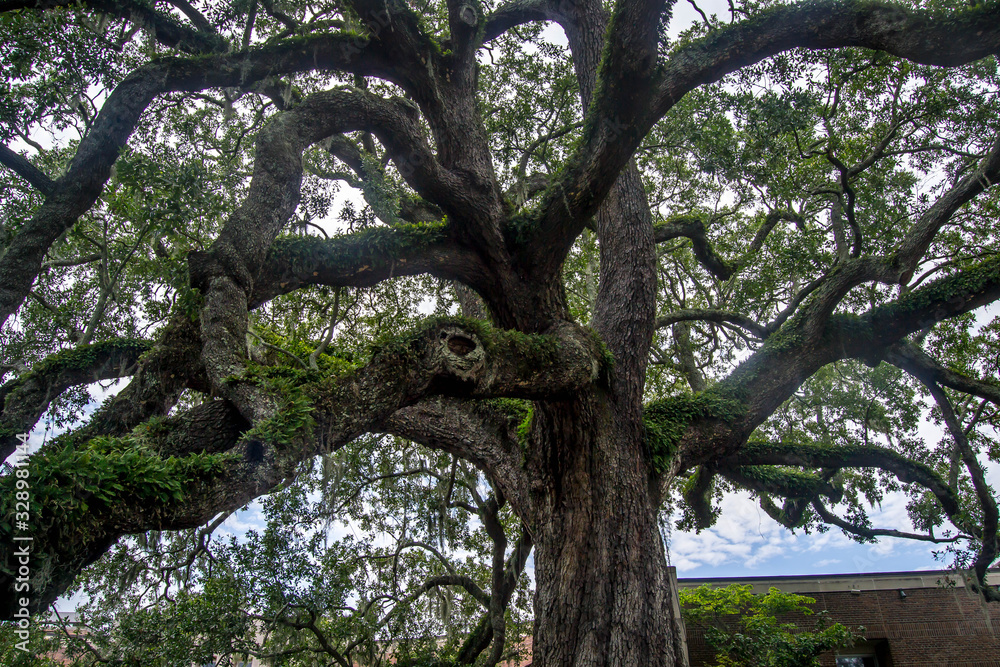 Fototapeta premium Grand Cummer tree in a garden