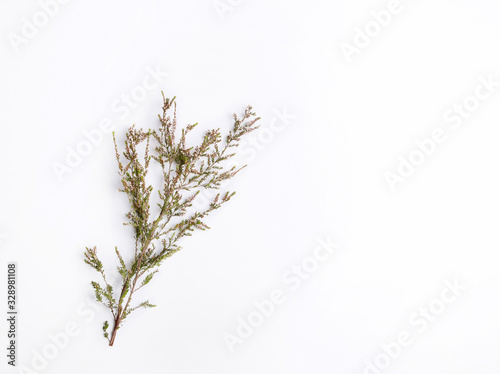 Thryptomene a delicate white pink flower on white surface photographed from above.