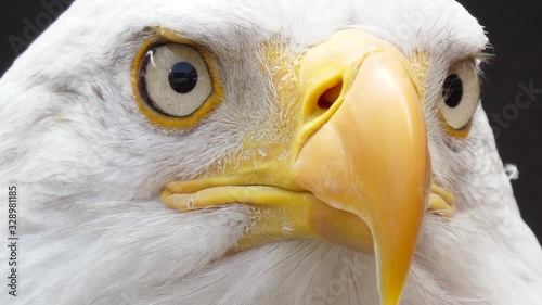 north america bald eagle