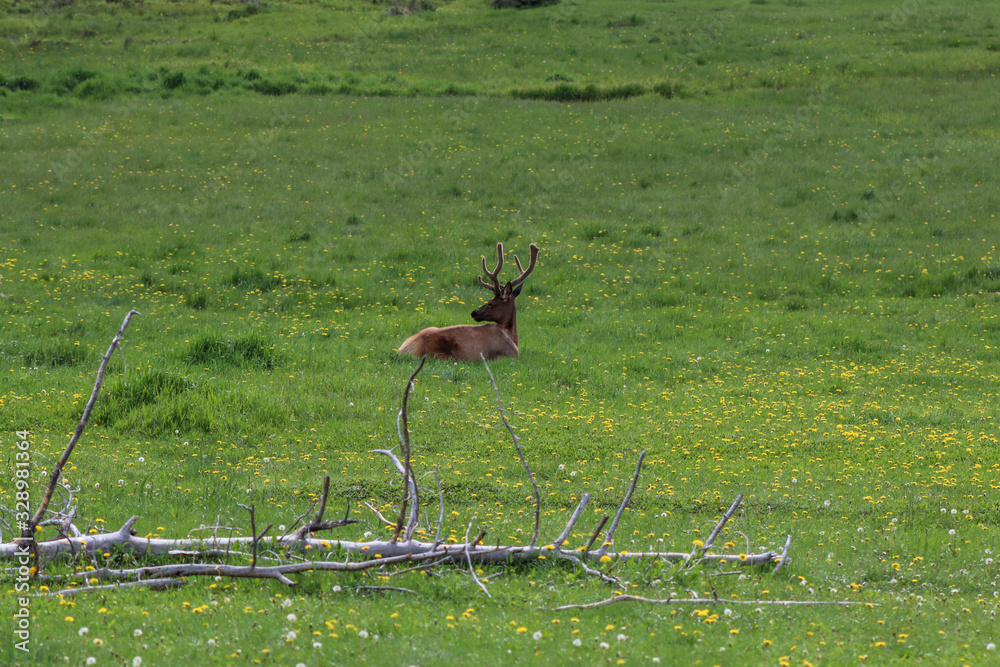 A couple of elk standing on top of a lush green field. High quality photo