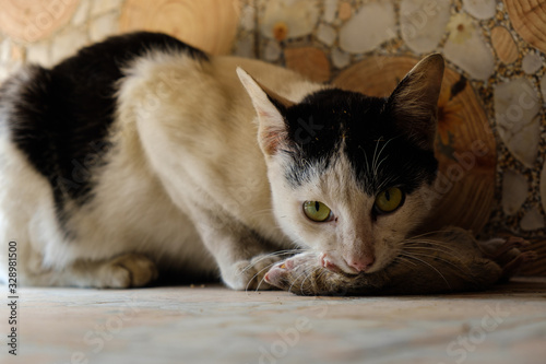 A cat eating a rat