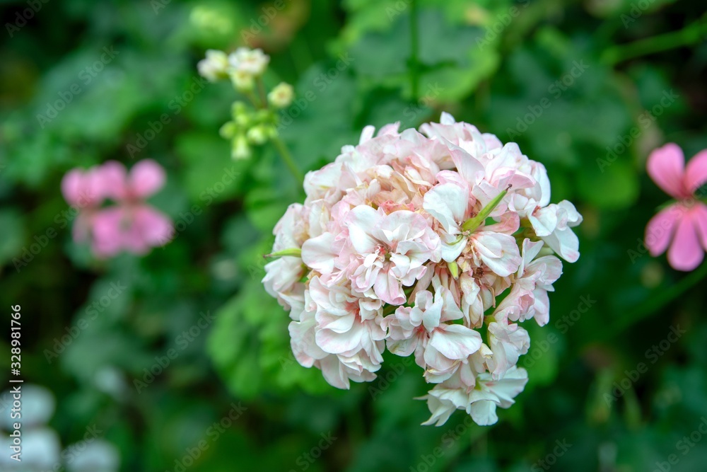 Close-up view of viburnum carlcephalum with blurred background of leaves Close-up view of viburnum carlcephalum with blurred background of leaves