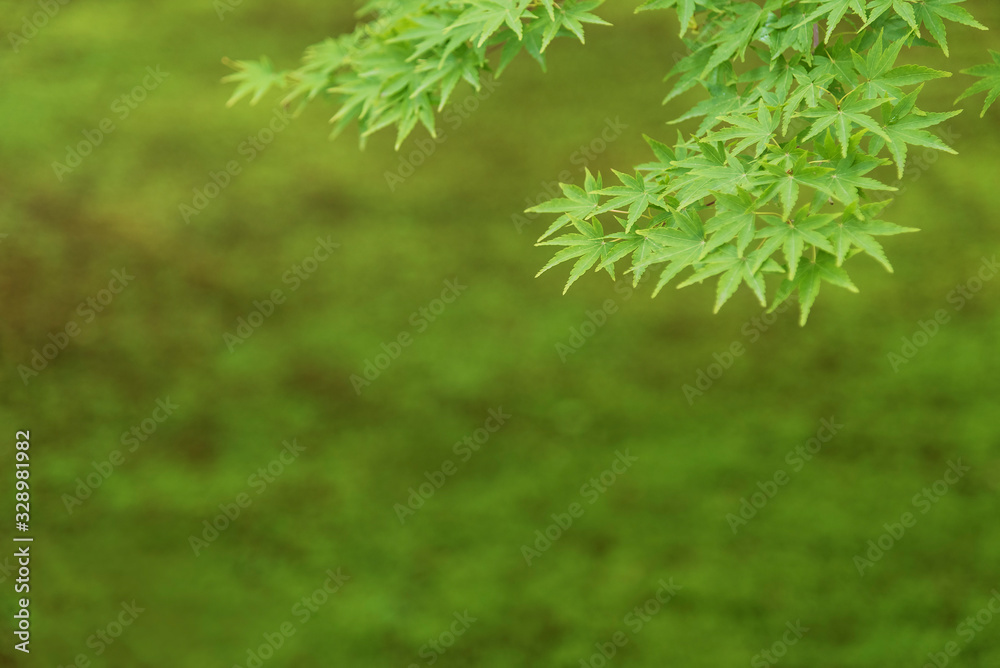 Green maple leaf in springtime season. Natural background