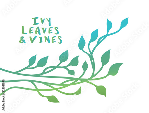 Ivy or vines in floral nature vector design for borders and corners in blue green spring design element, outlines of leaves or plant in climbing ivy decoration, vector colors can be edited