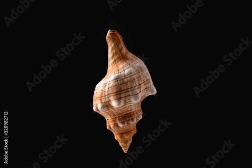 Sea shell captured agains black backgorund photo