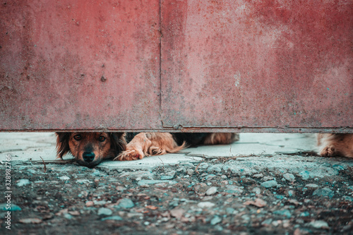 фотографія Abandoned or caged dog looking for a forever home