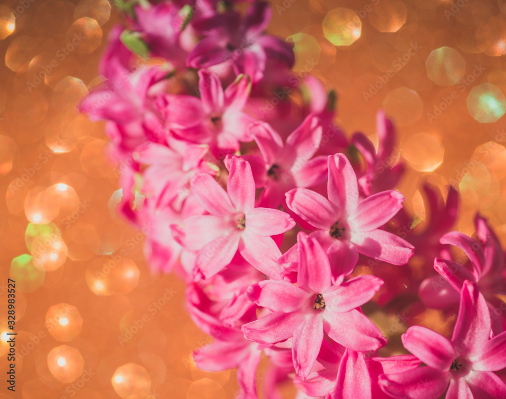 macrophthography of pink blooming hyacinth on an orange background. spring flowers. flowers for the wedding. thickets of pink flowers in the bright sun in the summer garden	